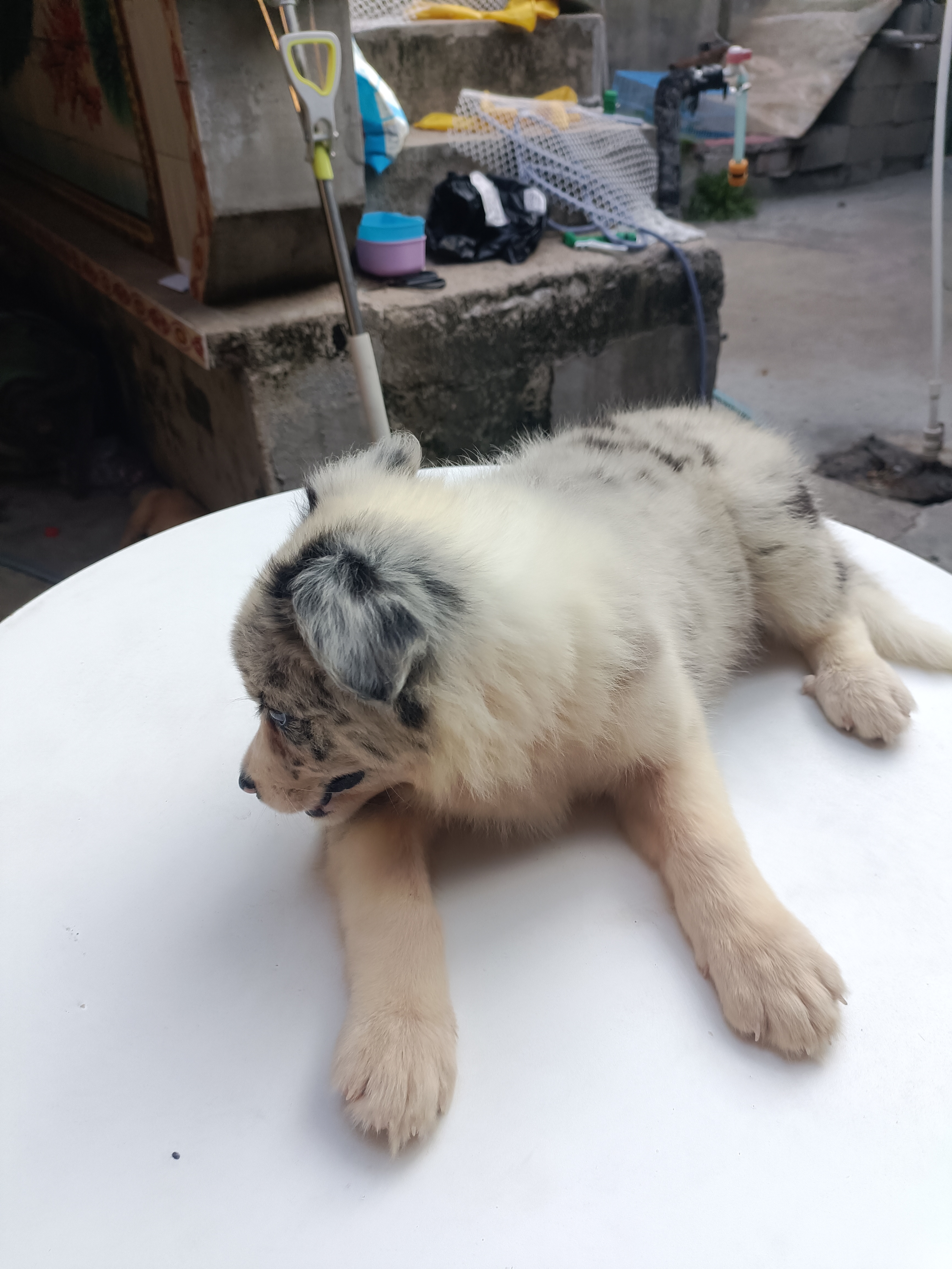 陨石边牧